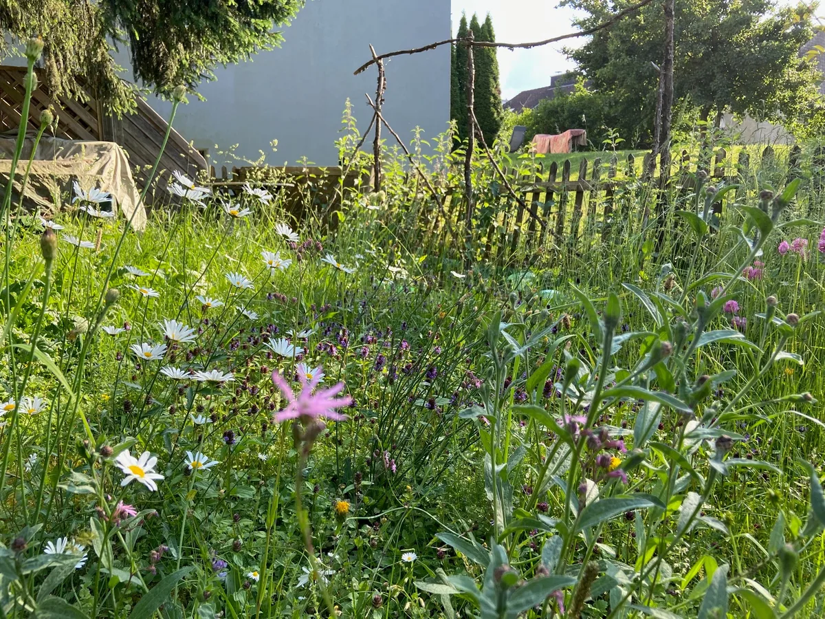 Wilde Margeriten und violette Braunellen spriessen auf dieser Blumenwiese.